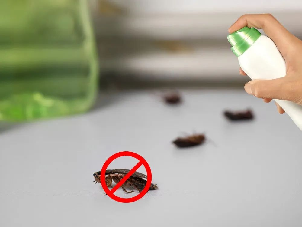 Cockroach Killers and Natural Remedies for A Pest-Free Home  - 1