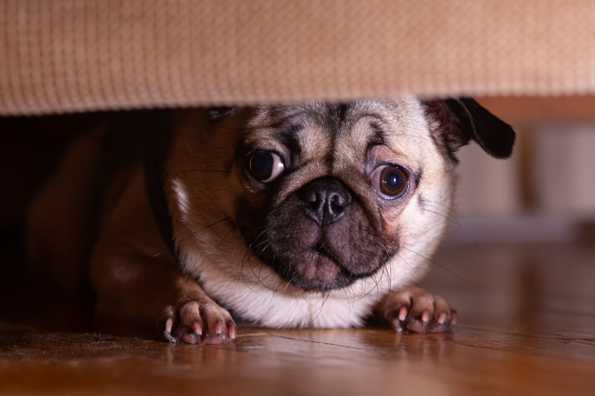 When Can Hong Kong Authorities Legally Take Your Dog?