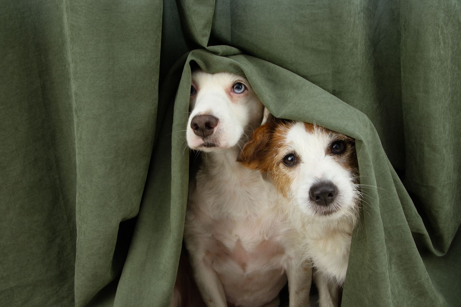 HOS Dog Rules: Legal Risks Explained - 1