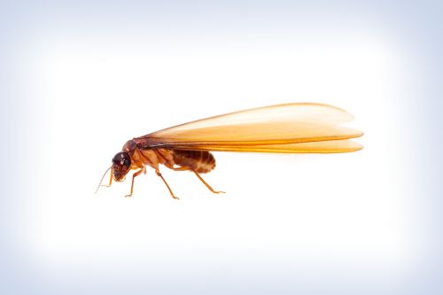 Flying Ants vs Termites: Prevention and Control Tips - 4