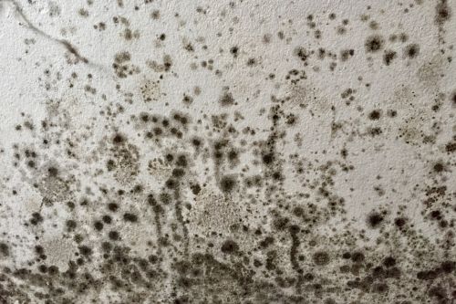 【牆身發霉】用漂白水超錯!? 拆解常見除霉謬誤 教你正確根治方法 - 2