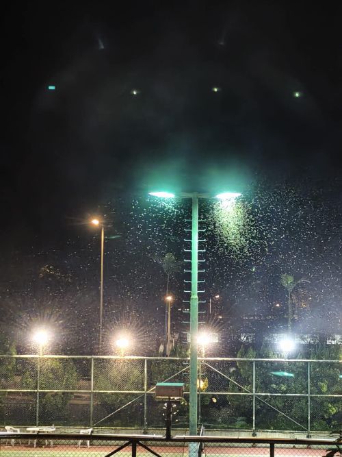 Flying Ants vs Termites: Prevention and Control Tips - 2
