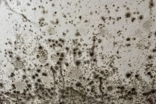 【牆身發霉】用漂白水超錯!? 拆解常見除霉謬誤 教你正確根治方法 - 2